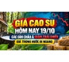 Giá cao su hôm nay 19/10: Các sàn châu Á giảm trái chiều, giá trong nước đi ngang