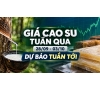 Giá cao su tuần qua (28/09 - 03/07) và dự báo tình hình giá cao su tuần tới