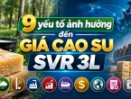 9 yếu tố ảnh hưởng đến giá cao su SVR 3L