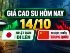 Giá cao su hôm nay 14/10: Nhật Bản đi lên, ngược chiều Trung Quốc