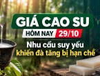 Giá cao su hôm nay 29/10: Nhu cầu suy yếu khiến đà tăng bị hạn chế