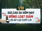 Giá cao su hôm nay 1/10: Đồng loạt giảm do áp lực chốt lời