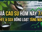 Giá cao su hôm nay 7/9: SHFE và SGX đồng loạt tăng mạnh