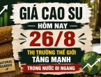 Giá cao su hôm nay 26/8: Thị trường thế giới tăng mạnh, trong nước đi ngang