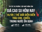Giá cao su hôm nay 14/9: Thế giới diễn biến trái chiều, trong nước ổn định
