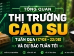 Tổng quan Thị trường Cao su Tuần qua (17/08 – 22/08) và dự báo tuần tới