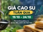 Giá cao su tuần qua 19/10–24/10: Thị trường giằng co, áp lực điều chỉnh vẫn hiện hữu