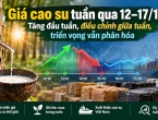 Giá cao su tuần qua 12–17/10: Tăng đầu tuần, điều chỉnh giữa tuần, triển vọng vẫn phân hóa