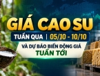 Giá cao su tuần qua 05/10 - 10/10 và dự báo biến động giá tuần tới