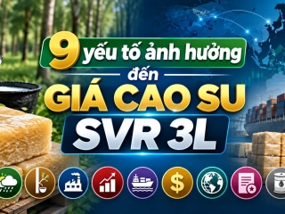 9 yếu tố ảnh hưởng đến giá cao su SVR 3L