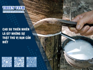 Cao su thiên nhiên là gì? Những sự thật thú vị bạn cần biết