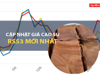 Cập nhật giá cao su RSS3 mới nhất tháng 9/2025