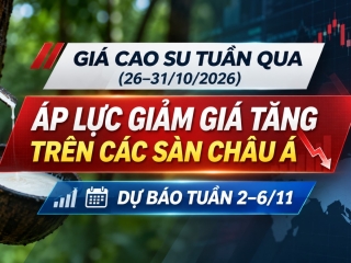 Giá cao su tuần qua (26–31/10/2026): áp lực giảm gia tăng trên các sàn châu á, dự báo tuần 2–6/11