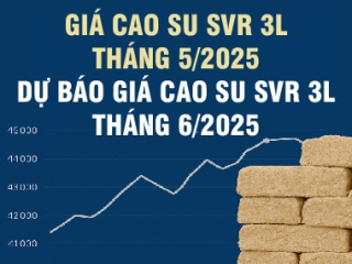 Dự báo giá cao su SVR 3L tháng 6/2025