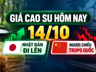 Giá cao su hôm nay 14/10: Nhật Bản đi lên, ngược chiều Trung Quốc