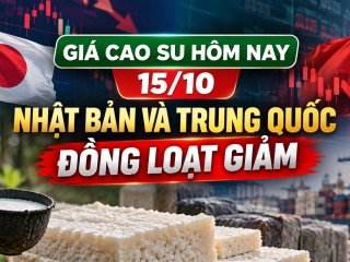 Giá cao su hôm nay 15/10: Nhật Bản và Trung Quốc đồng loạt giảm