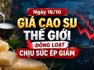 Ngày 16/10: Giá cao su thế giới đồng loạt chịu sức ép giảm