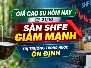 Giá cao su hôm nay 21/10: Sàn SHFE giảm mạnh, thị trường trong nước ổn định