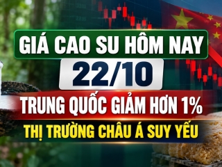 Giá cao su hôm nay 22/10: Trung Quốc giảm hơn 1%, thị trường châu Á suy yếu