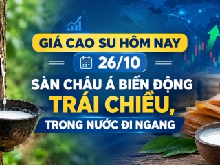 Giá cao su hôm nay 26/10: Sàn châu Á biến động trái chiều, trong nước đi ngang