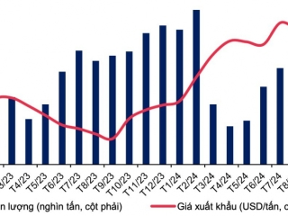 Giá cao su có thể tiếp tục tăng đến cuối năm 2024