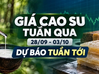 Giá cao su tuần qua (28/09 - 03/07) và dự báo tình hình giá cao su tuần tới