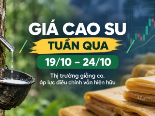 Giá cao su tuần qua 19/10–24/10: Thị trường giằng co, áp lực điều chỉnh vẫn hiện hữu