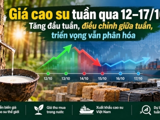 Giá cao su tuần qua 12–17/10: Tăng đầu tuần, điều chỉnh giữa tuần, triển vọng vẫn phân hóa