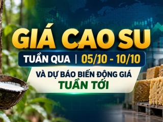 Giá cao su tuần qua 05/10 - 10/10 và dự báo biến động giá tuần tới