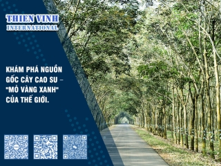 Khám Phá Nguồn Gốc Cây Cao Su – "Mỏ Vàng Xanh" Của Thế Giới