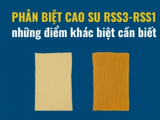 Phân biệt cao su RSS3 và RSS1: những điểm khác biệt cần biết