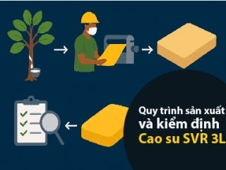 Quy trình sản xuất và kiểm định Cao su SVR 3L
