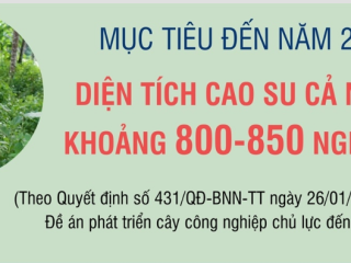 [Infographic] Mục tiêu đến năm 2030, diện tích cao su cả nước khoảng 800 - 850 nghìn ha
