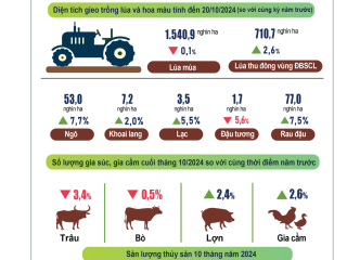 Infographic: Tình hình kinh tế – xã hội tháng Mười và 10 tháng năm 2024