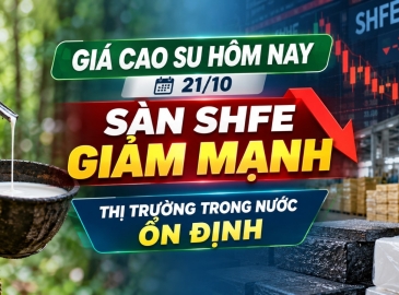 Giá cao su hôm nay 21/10: Sàn SHFE giảm mạnh, thị trường trong nước ổn định