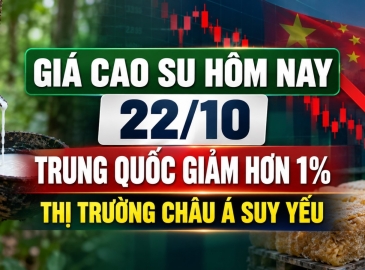 Giá cao su hôm nay 22/10: Trung Quốc giảm hơn 1%, thị trường châu Á suy yếu