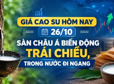 Giá cao su hôm nay 26/10: Sàn châu Á biến động trái chiều, trong nước đi ngang