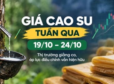 Giá cao su tuần qua 19/10–24/10: Thị trường giằng co, áp lực điều chỉnh vẫn hiện hữu